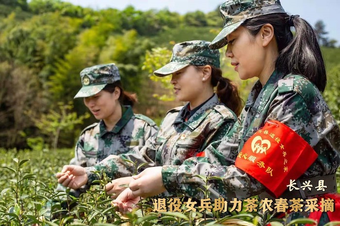 长兴县：退役女兵助力茶农春茶采摘