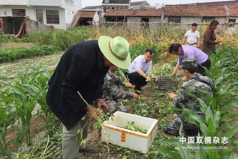 驻海部队和退役军人志愿者为四甲困难退役军人家庭抢收蚕豆的副本.JPG